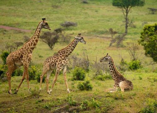 The Best Place For Safari In Africa?