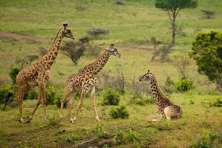 3 Days Tanzania Midrange Safari Packages