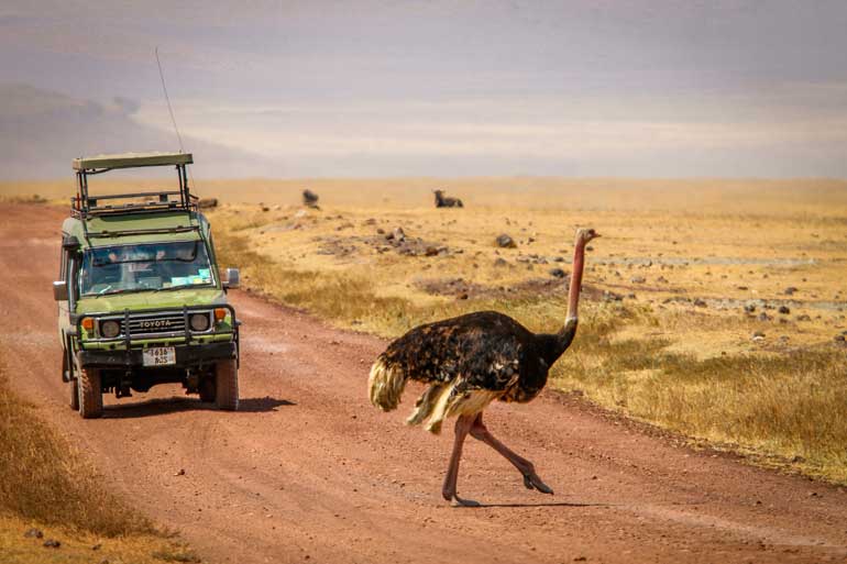 8 Days Tanzania Midrange Safari Packages