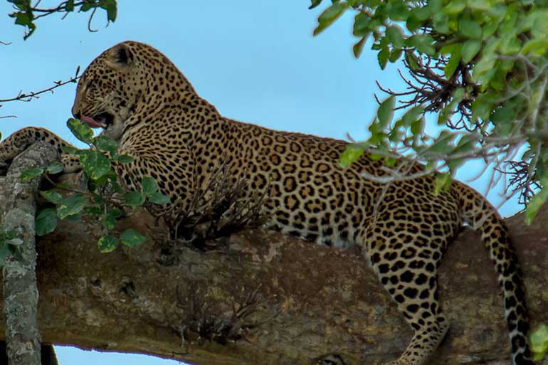 6 Days Tanzania Midrange Safari Packages